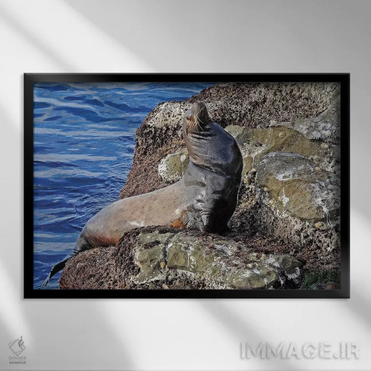 تابلو شیر دریایی اثر برایان ولف - نمای قابدار مشکی