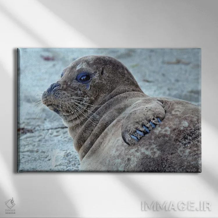 تابلو توله فُک اثر برایان ولف - نمای روبهرو روی دیوار