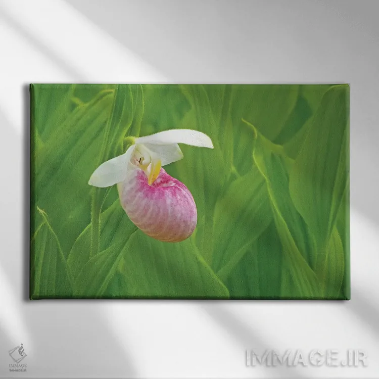 تابلو یک گل کفشک بانوی وحشی (نوعی گل ارکیده) اثر برایان ولف - نمای روبهرو روی دیوار