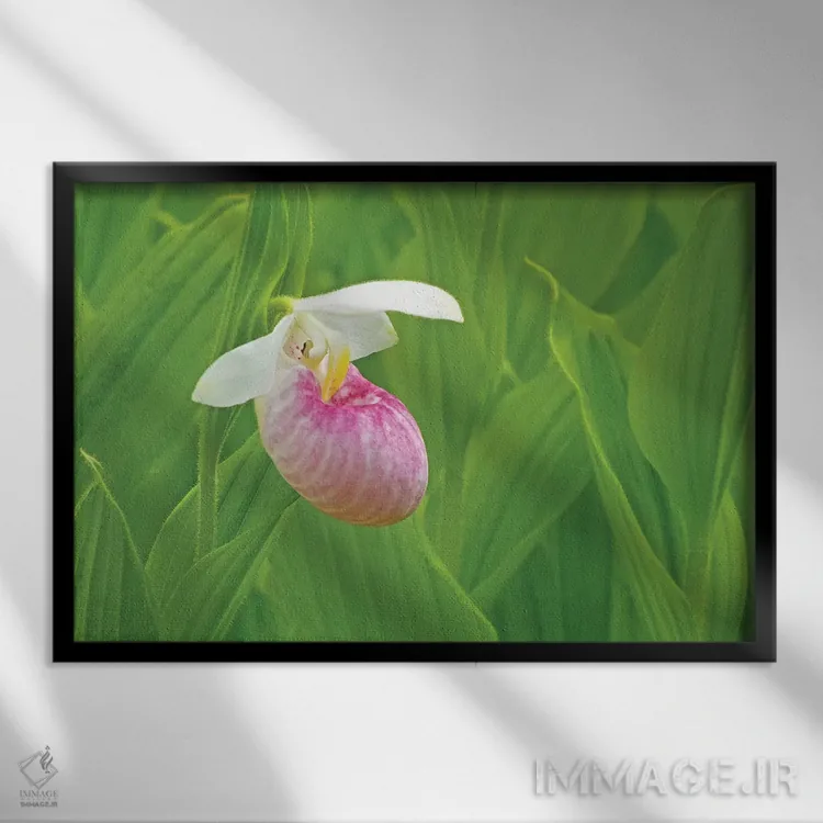 تابلو یک گل کفشک بانوی وحشی (نوعی گل ارکیده) اثر برایان ولف - نمای قابدار مشکی