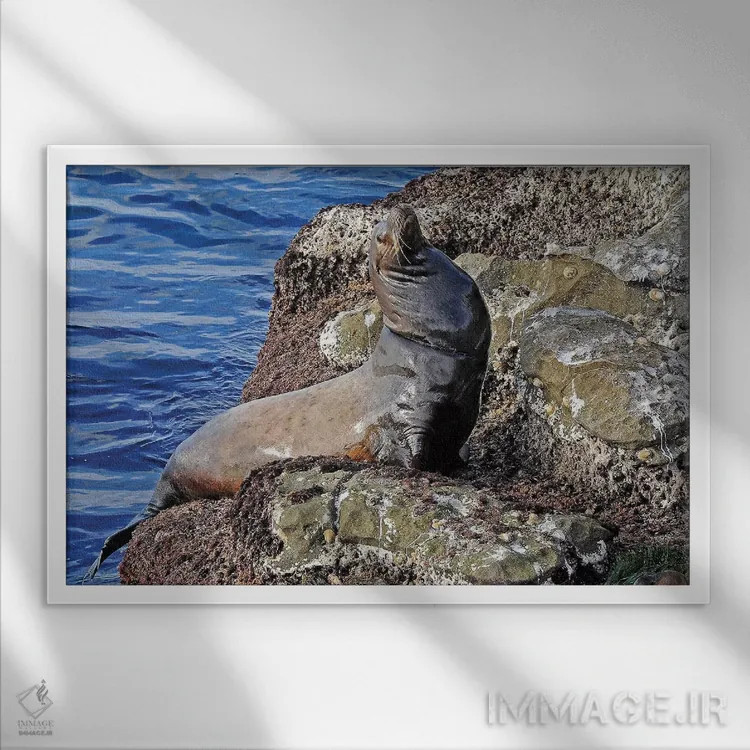 تابلو شیر دریایی اثر برایان ولف - نمای قابدار سفید