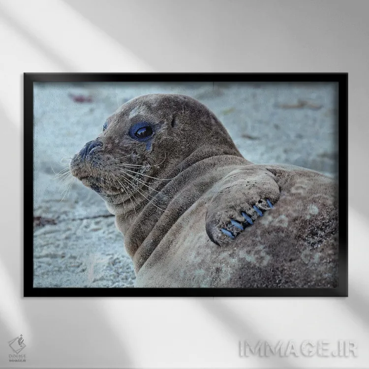 تابلو توله فُک اثر برایان ولف - نمای قابدار مشکی