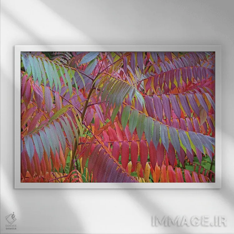 تابلو سایههای سماق اثر برایان ولف - نمای قابدار سفید