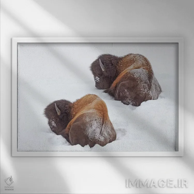 تابلو گاو آمریکایی خوابیده اثر برایان ولف - نمای قابدار سفید