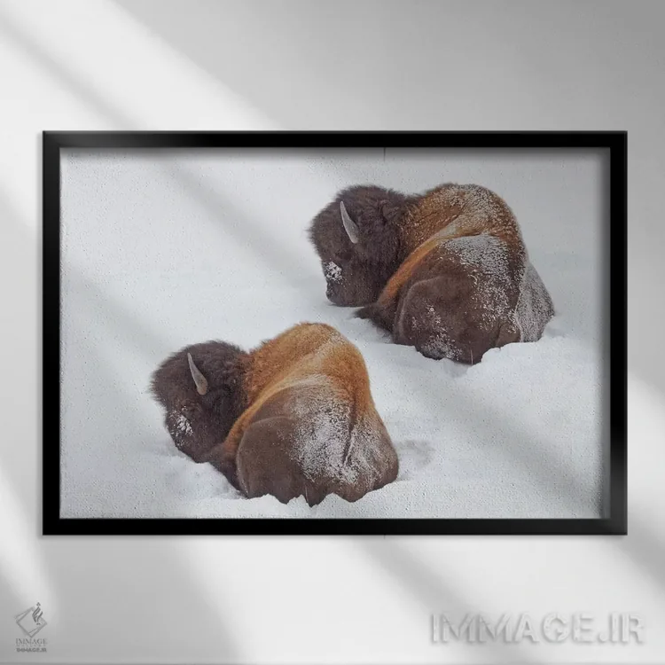 تابلو گاو آمریکایی خوابیده اثر برایان ولف - نمای قابدار مشکی