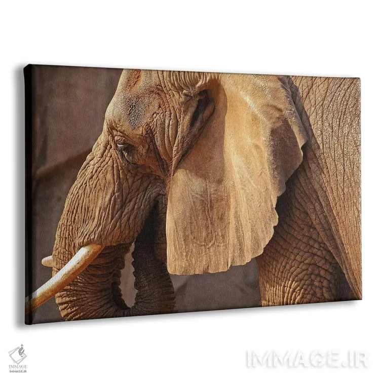 تابلو فیل آفریقایی اثر برایان ولف - نمای پرسپکتیو محصول
