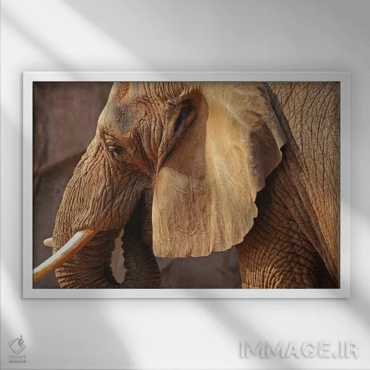 تابلو فیل آفریقایی اثر برایان ولف - نمای قابدار سفید
