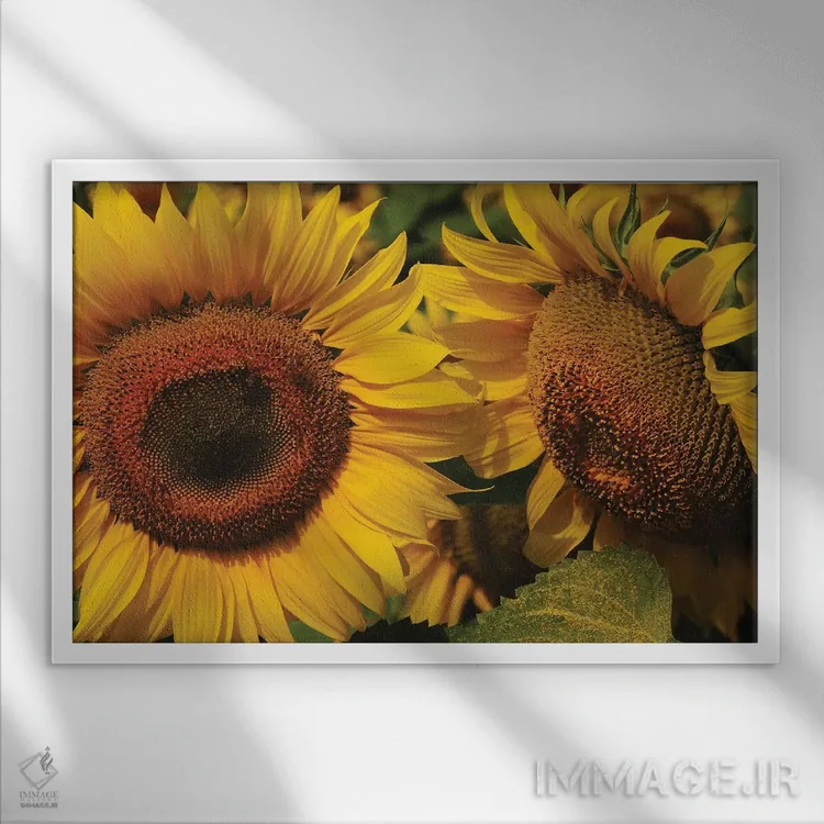 تابلو آفتابگردانها اثر برایان ولف - نمای قابدار سفید