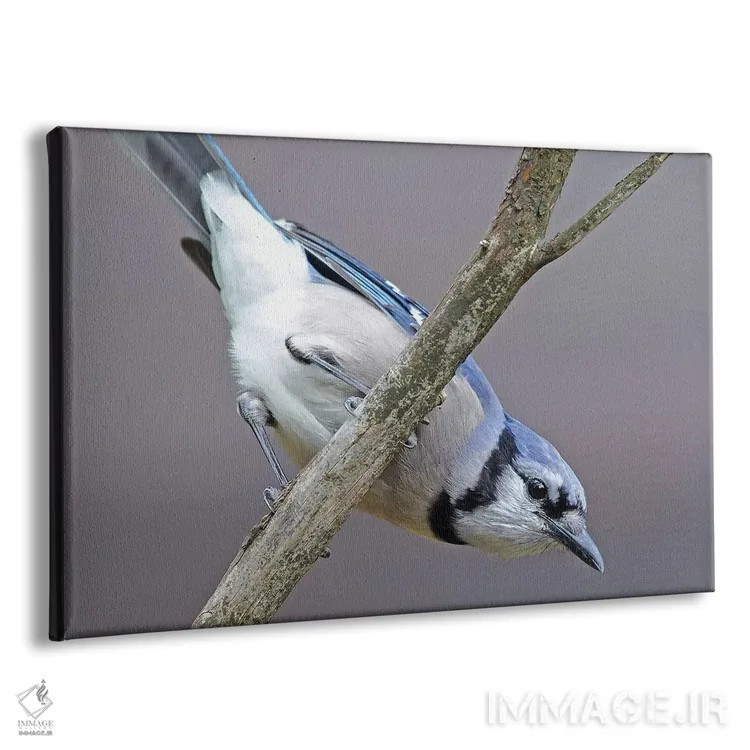 تابلو جِی وارونه (نوعی پرنده) اثر برایان ولف - نمای پرسپکتیو محصول