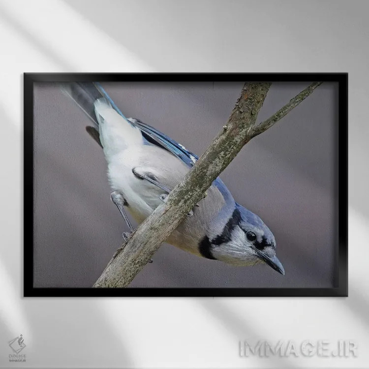 تابلو جِی وارونه (نوعی پرنده) اثر برایان ولف - نمای قابدار مشکی