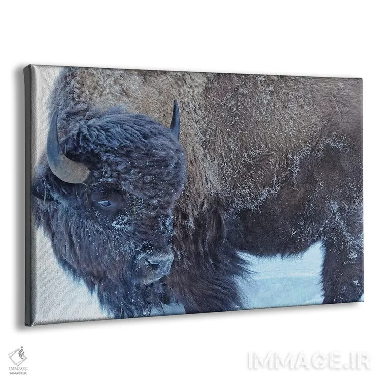 تابلو گاو آمریکایی در زمستان اثر برایان ولف - نمای پرسپکتیو محصول