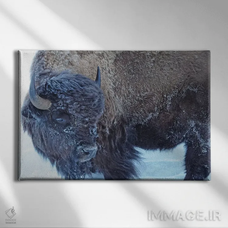 تابلو گاو آمریکایی در زمستان اثر برایان ولف - نمای روبهرو روی دیوار