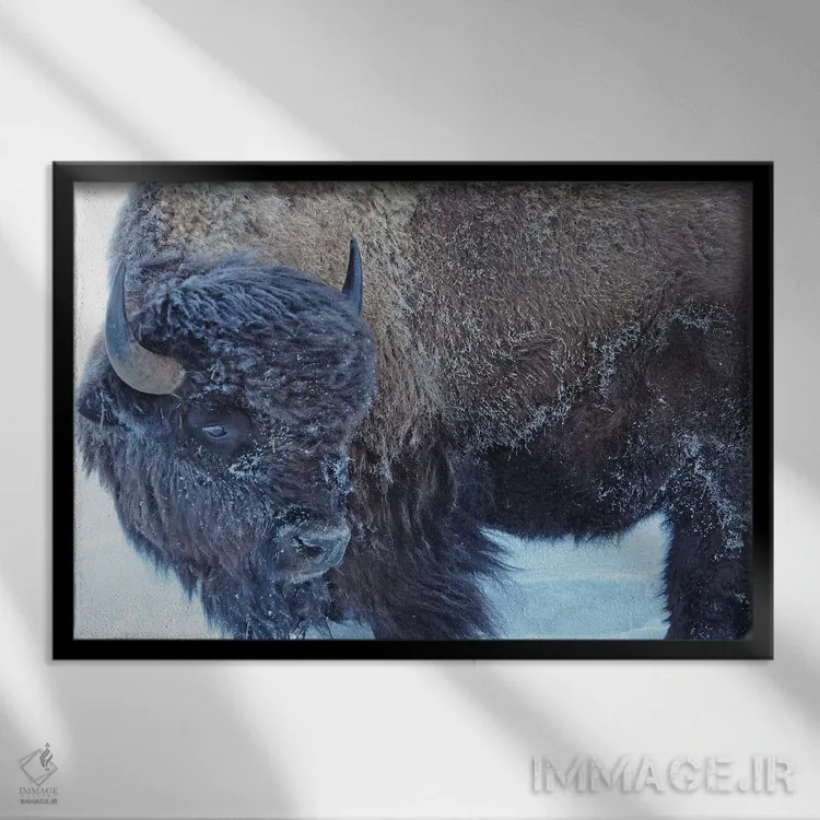 تابلو گاو آمریکایی در زمستان اثر برایان ولف - نمای قابدار مشکی