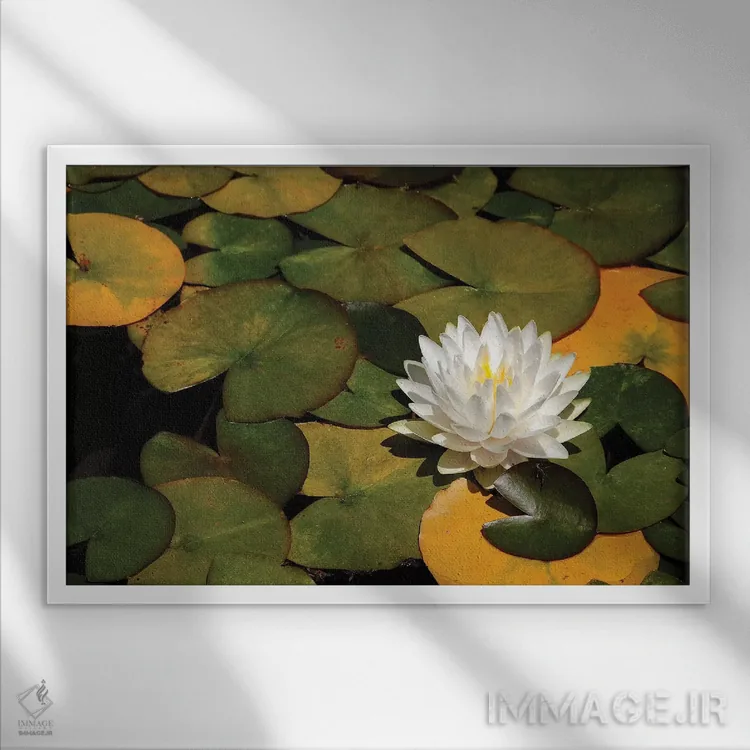 تابلو سوسن سفید اثر برایان ولف - نمای قابدار سفید