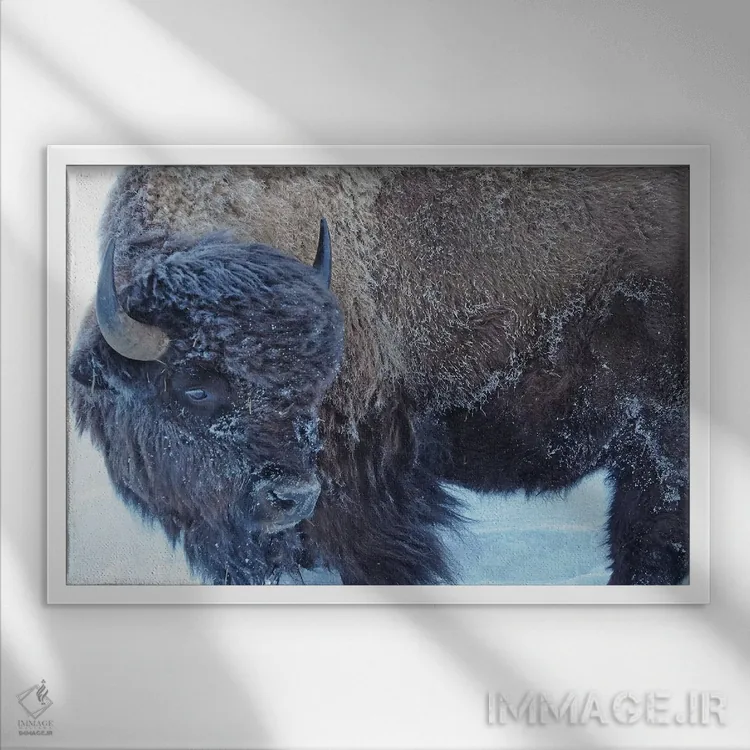 تابلو گاو آمریکایی در زمستان اثر برایان ولف - نمای قابدار سفید