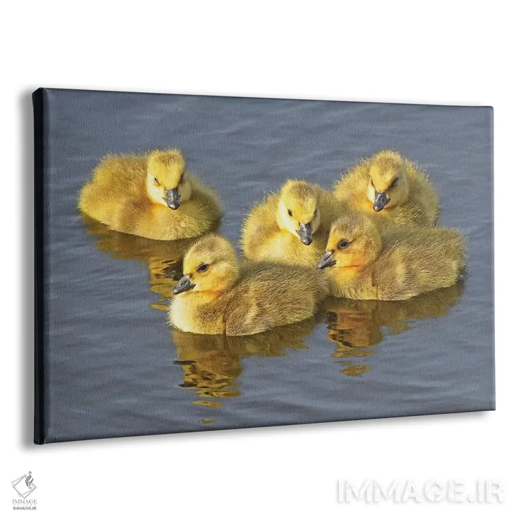 تابلو توپکهای زرد (نوعی قارچ یا گل) اثر برایان ولف - نمای پرسپکتیو محصول