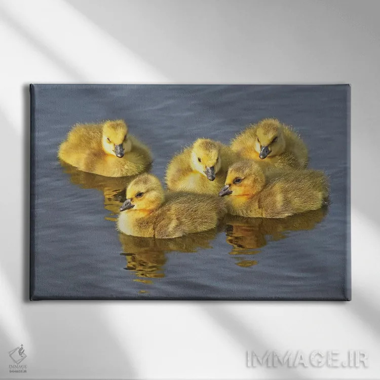 تابلو توپکهای زرد (نوعی قارچ یا گل) اثر برایان ولف - نمای روبهرو روی دیوار