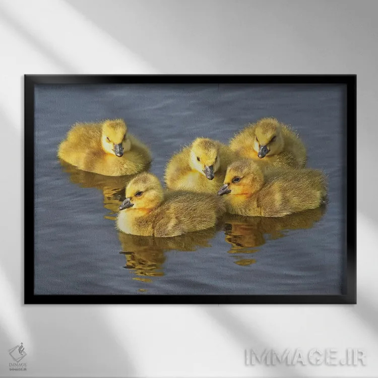 تابلو توپکهای زرد (نوعی قارچ یا گل) اثر برایان ولف - نمای قابدار مشکی