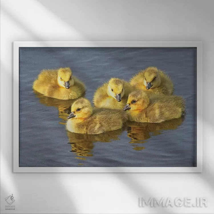 تابلو توپکهای زرد (نوعی قارچ یا گل) اثر برایان ولف - نمای قابدار سفید