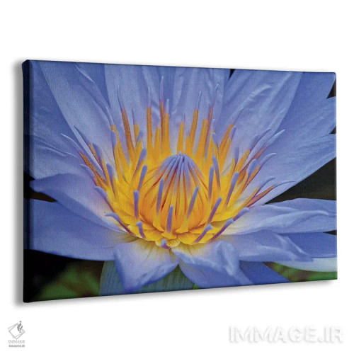 تابلو سوسن آبی اثر برایان ولف - نمای پرسپکتیو محصول