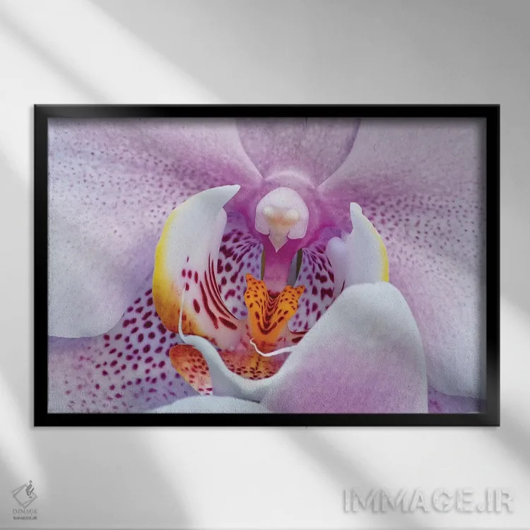 تابلو ارکیده اثر برایان ولف - نمای قابدار مشکی