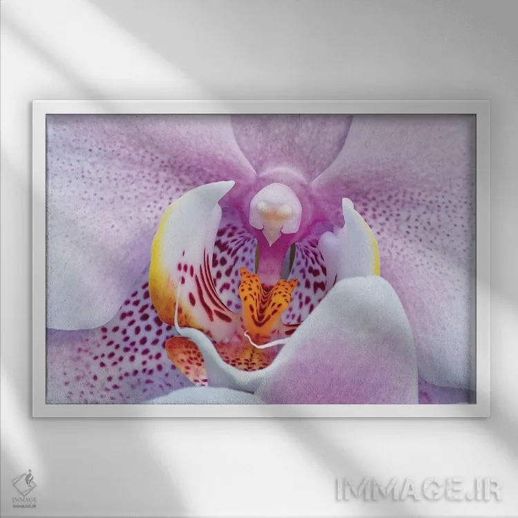 تابلو ارکیده اثر برایان ولف - نمای قابدار سفید