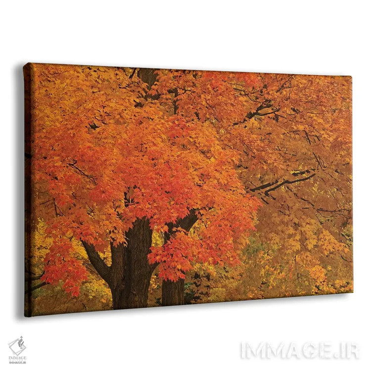تابلو درختان افرا در پاییز اثر برایان ولف - نمای پرسپکتیو محصول