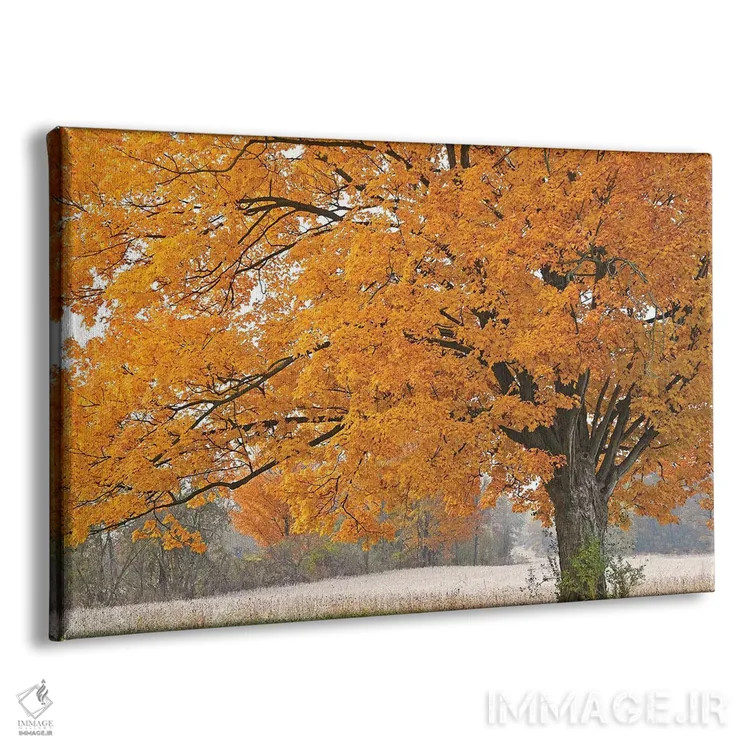 تابلو افرا در صبح اثر برایان ولف - نمای پرسپکتیو محصول