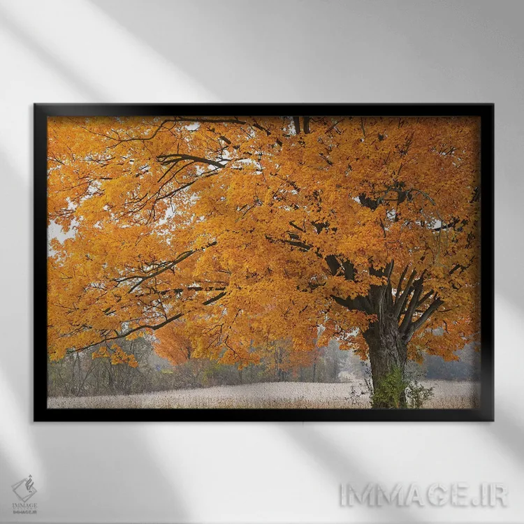 تابلو افرا در صبح اثر برایان ولف - نمای قابدار مشکی