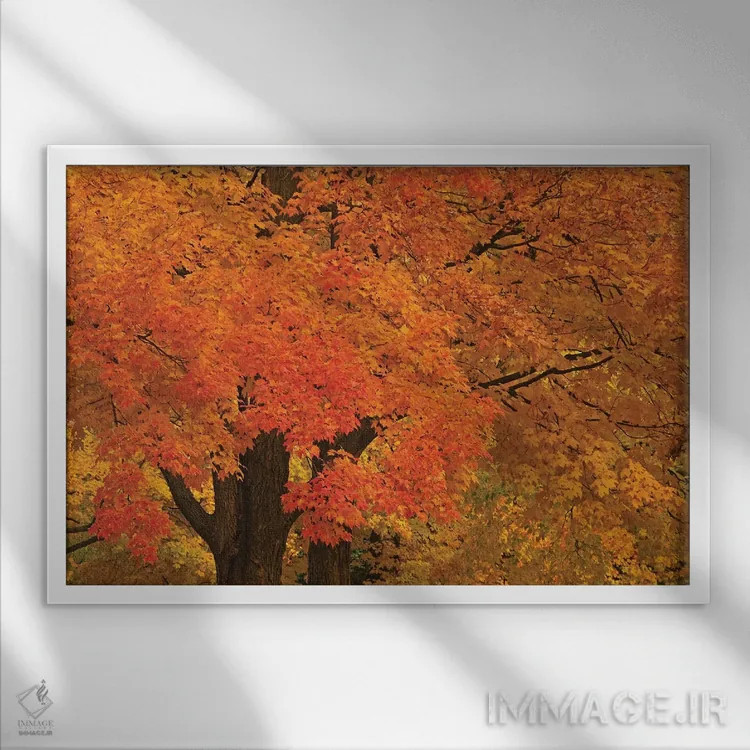 تابلو درختان افرا در پاییز اثر برایان ولف - نمای قابدار سفید