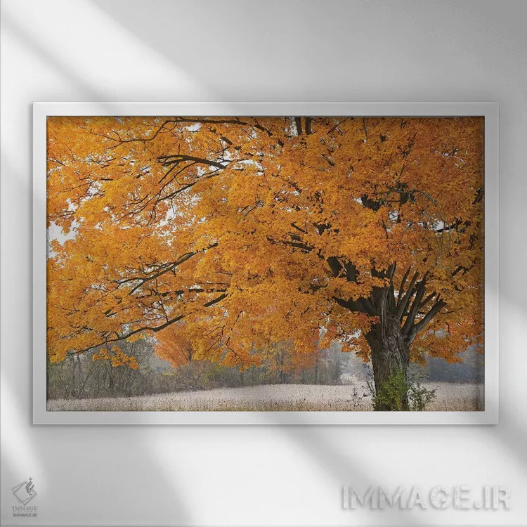 تابلو افرا در صبح اثر برایان ولف - نمای قابدار سفید