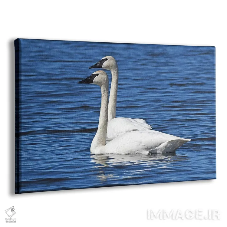 تابلو شنا کردن دونفره (همزمان) اثر برایان ولف - نمای پرسپکتیو محصول