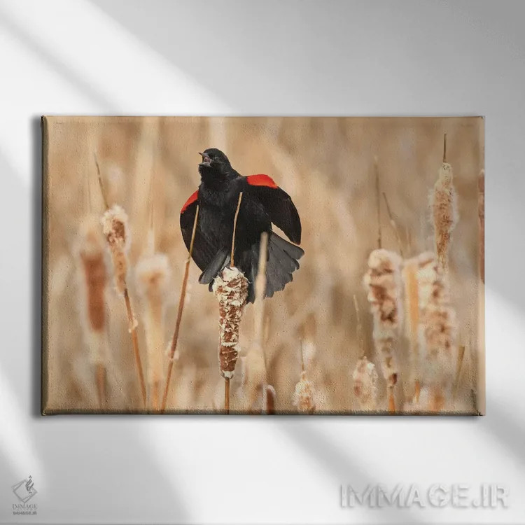 تابلو خواستگاری سار بالسرخ اثر برایان ولف - نمای روبهرو روی دیوار