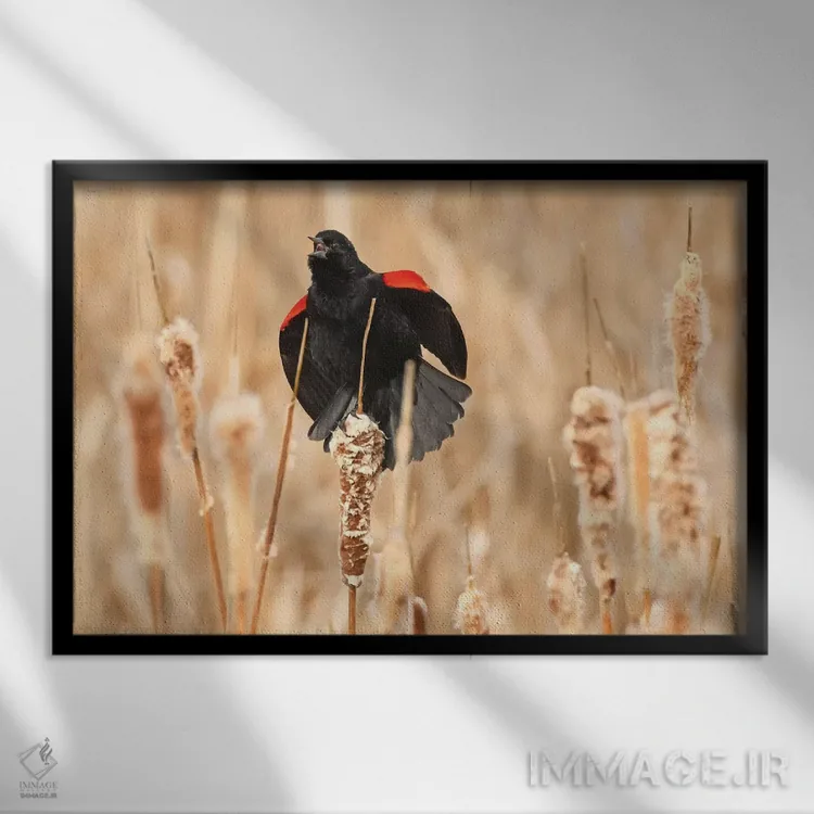 تابلو خواستگاری سار بالسرخ اثر برایان ولف - نمای قابدار مشکی