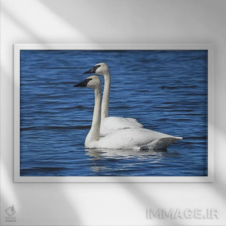 تابلو شنا کردن دونفره (همزمان) اثر برایان ولف - نمای قابدار سفید