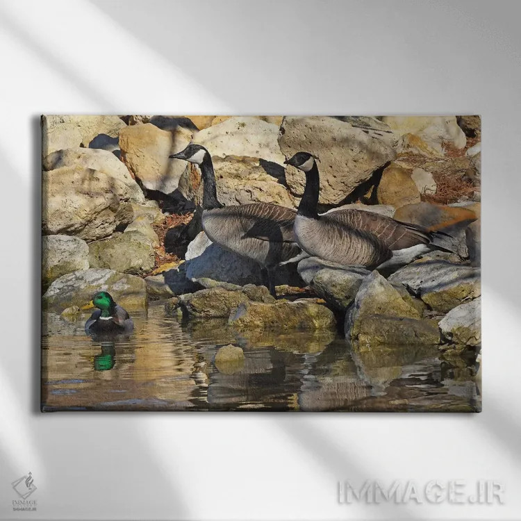 تابلو مرغابیها روی صخرهها اثر برایان ولف - نمای روبهرو روی دیوار