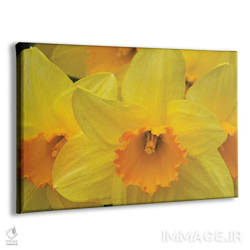 تابلو نرگسها اثر برایان ولف - نمای پرسپکتیو محصول