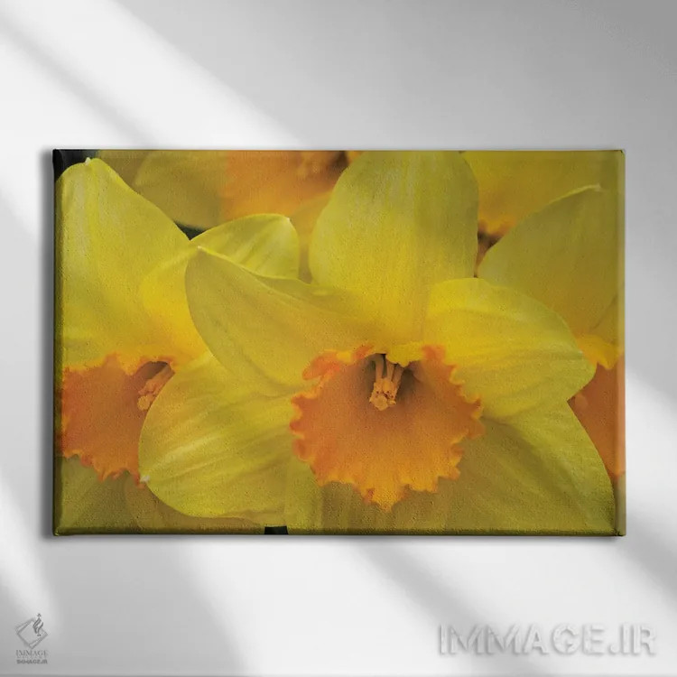 تابلو نرگسها اثر برایان ولف - نمای روبهرو روی دیوار