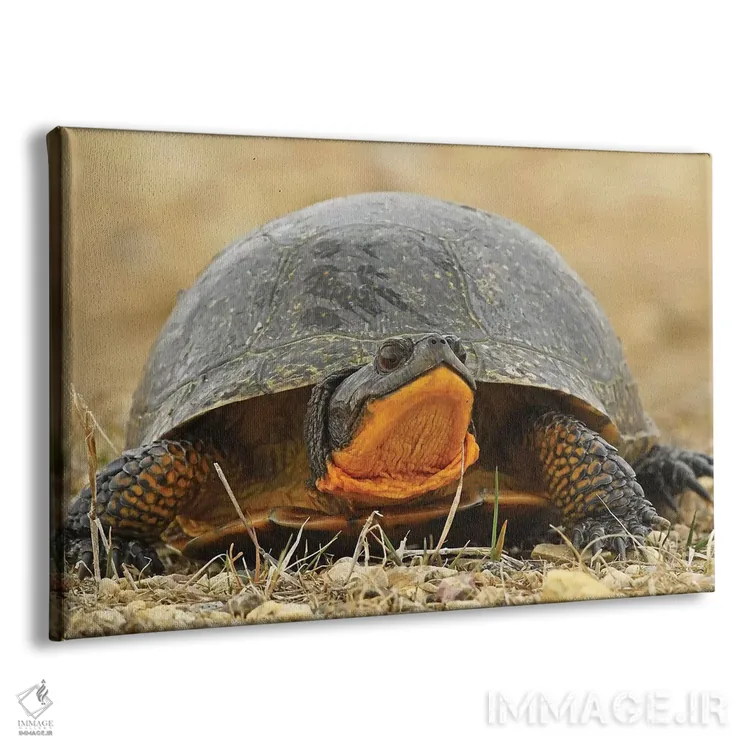 تابلو لاکپشت بلَنباورگ در معرض انقراض اثر برایان ولف - نمای پرسپکتیو محصول