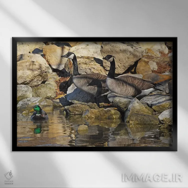 تابلو مرغابیها روی صخرهها اثر برایان ولف - نمای قابدار مشکی