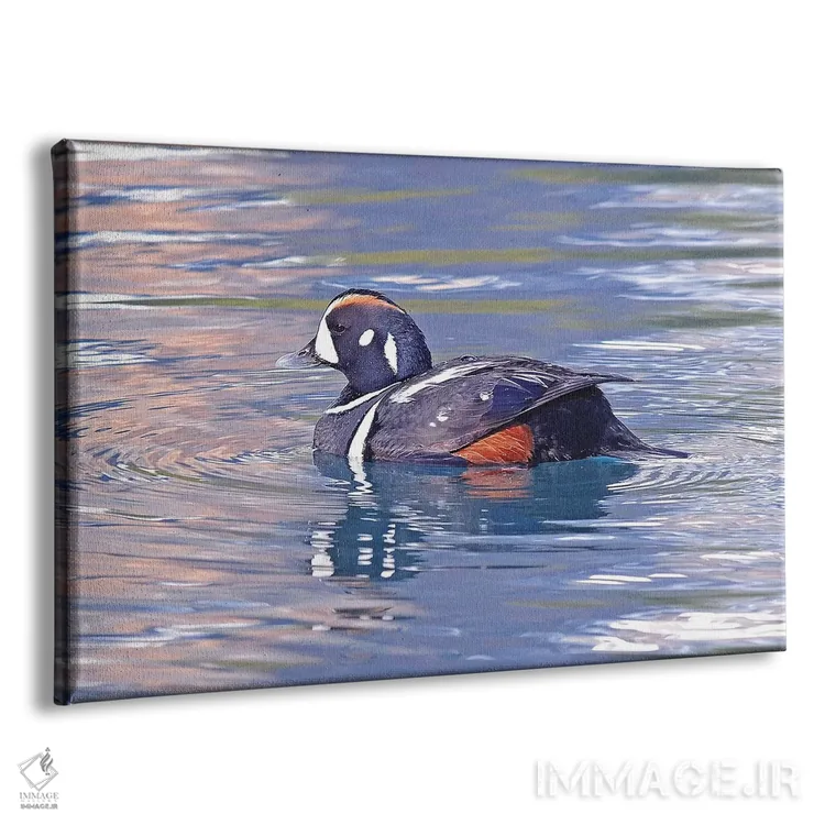 تابلو اردک هارلکین اثر برایان ولف - نمای پرسپکتیو محصول