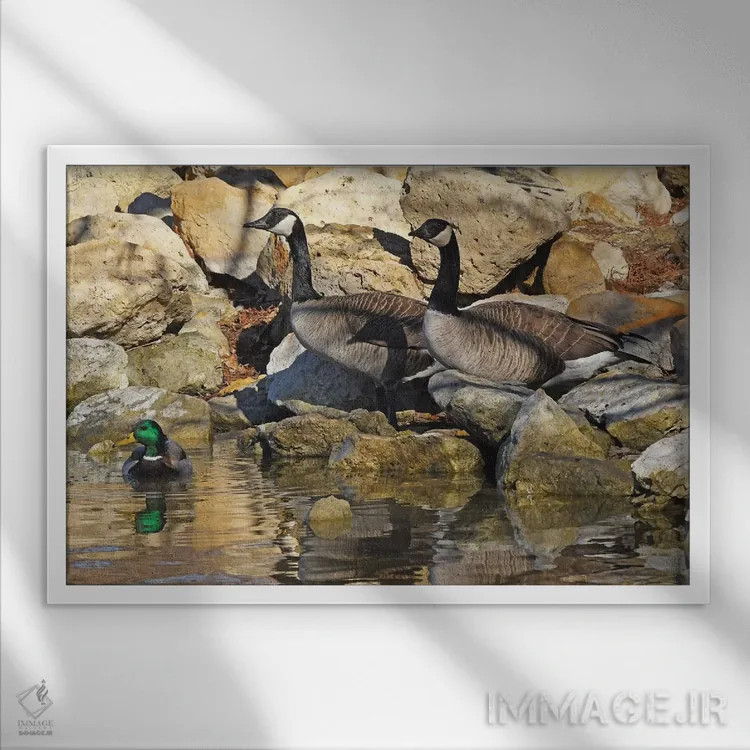 تابلو مرغابیها روی صخرهها اثر برایان ولف - نمای قابدار سفید