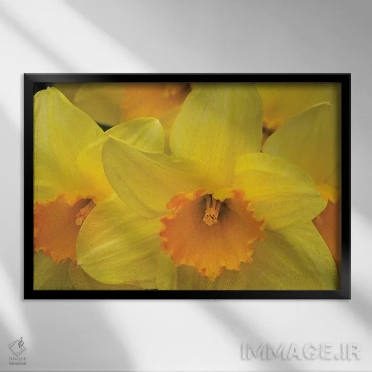 تابلو نرگسها اثر برایان ولف - نمای قابدار مشکی