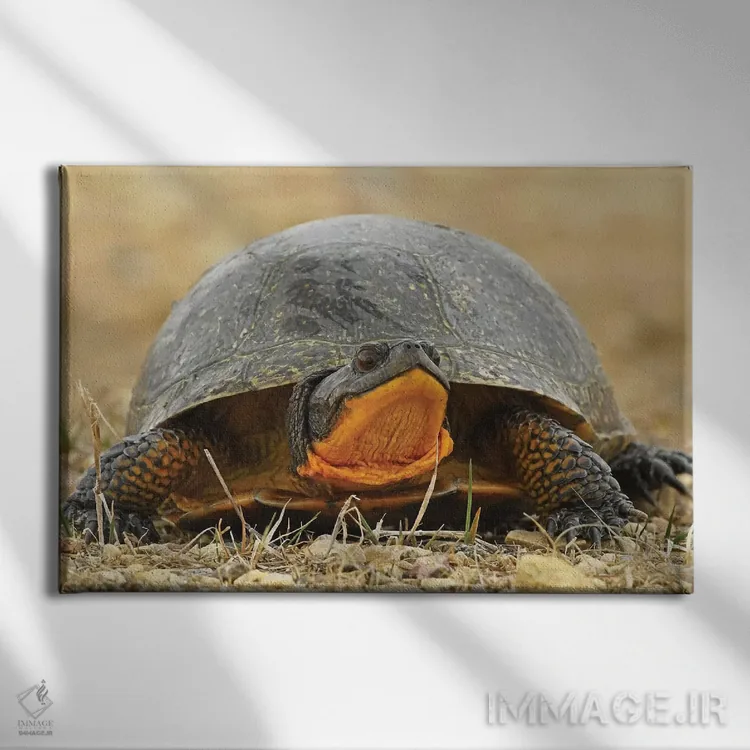 تابلو لاکپشت بلَنباورگ در معرض انقراض اثر برایان ولف - نمای روبهرو روی دیوار