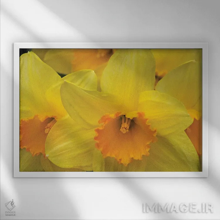 تابلو نرگسها اثر برایان ولف - نمای قابدار سفید