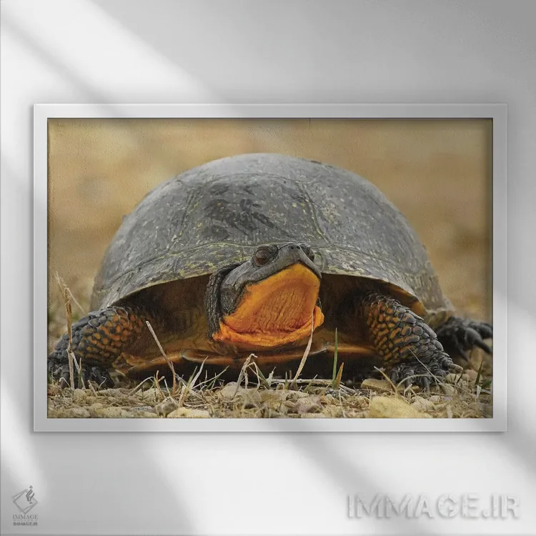 تابلو لاکپشت بلَنباورگ در معرض انقراض اثر برایان ولف - نمای قابدار سفید