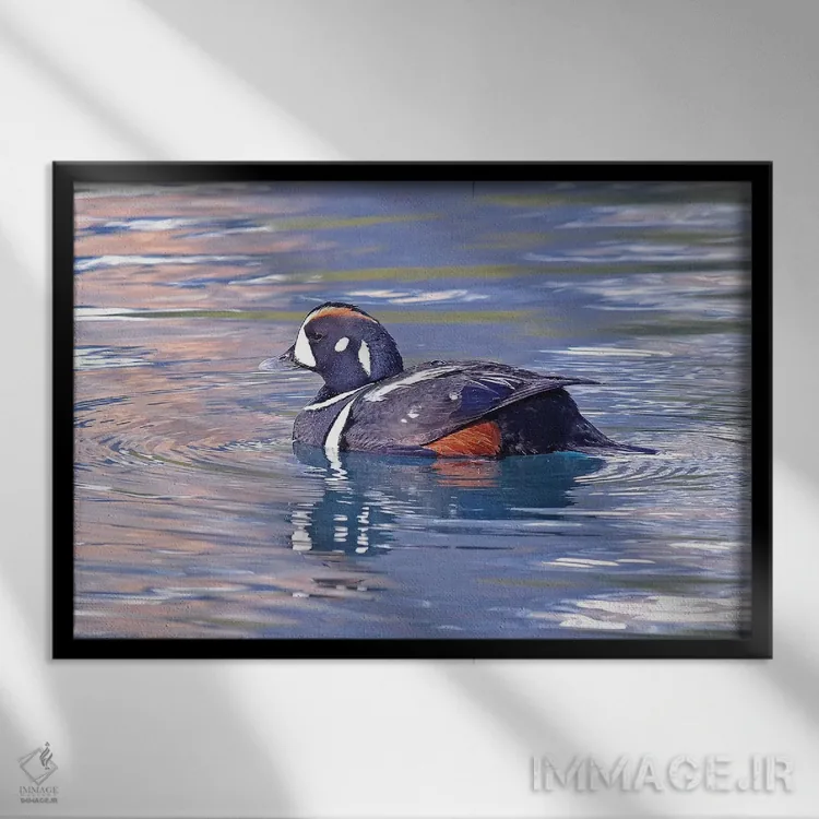 تابلو اردک هارلکین اثر برایان ولف - نمای قابدار مشکی