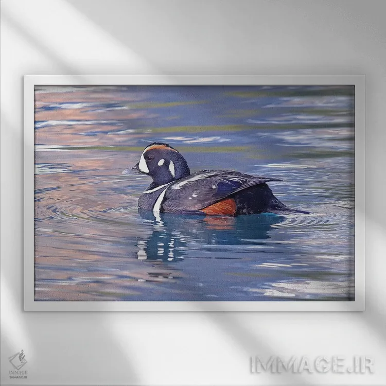 تابلو اردک هارلکین اثر برایان ولف - نمای قابدار سفید