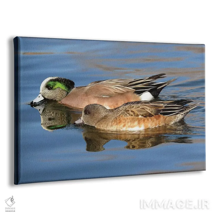تابلو جفت ویدجون (اردک کله سبز) اثر برایان ولف - نمای پرسپکتیو محصول