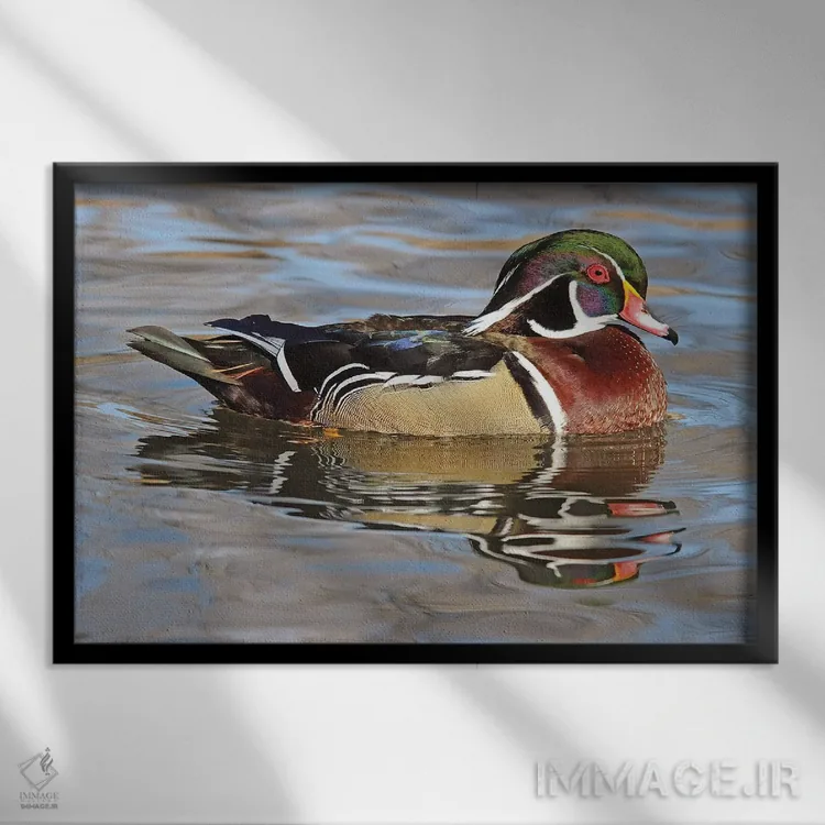 تابلو اردک نر جنگلی اثر برایان ولف - نمای قابدار مشکی